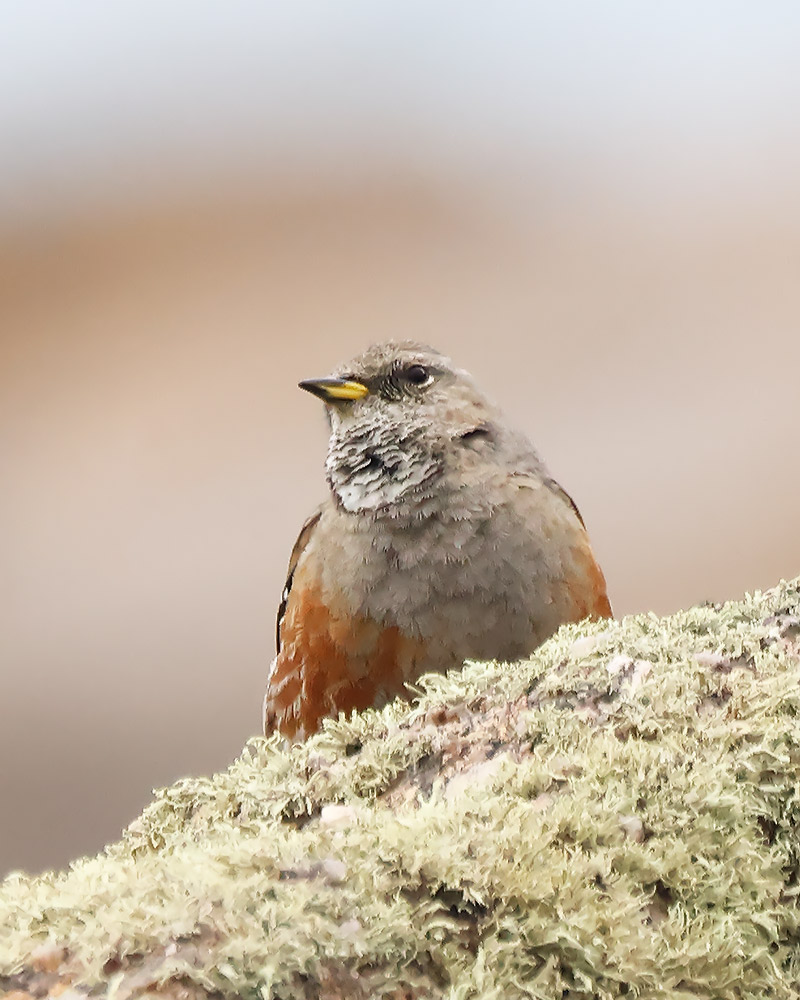 Alpine accentor